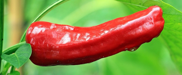 small chilli pepper plants with red and green fruits growing in terracotta pots on a bright apartment windowsill