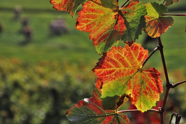 Autumn leaves being raked and collected during a seasonal garden cleanup in an Australian backyard